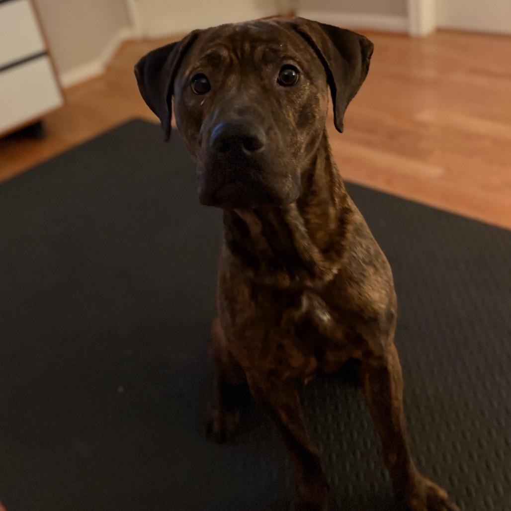 Enlarge Mase, a Adoptable mixed breed in manchester, PA image 3/3