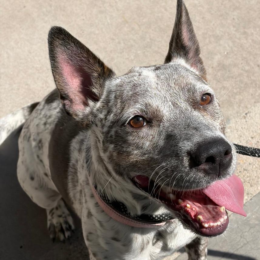 Madam, Adoptable, Adult Female Australian Cattle Dog / Blue Heeler & Pit Bull Terrier.