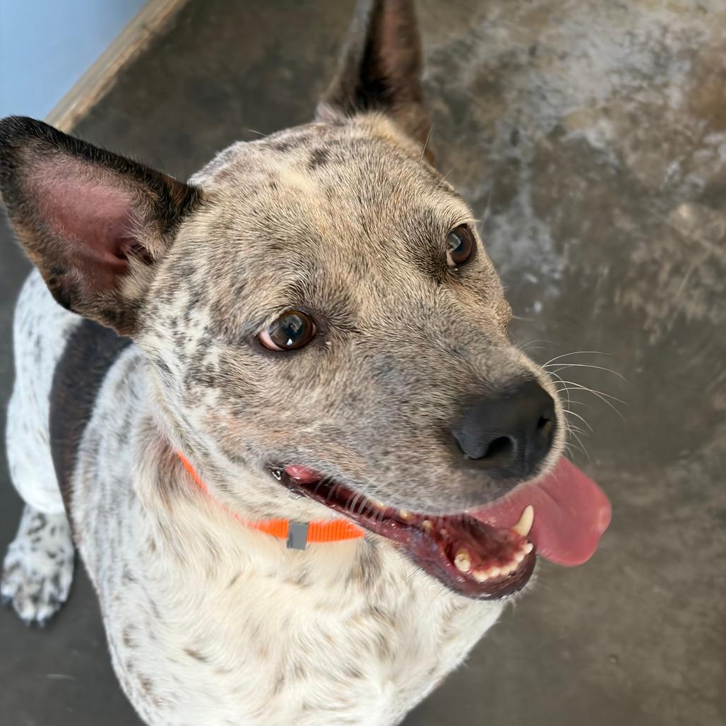 Madam, Adoptable, Adult Female Australian Cattle Dog / Blue Heeler.
