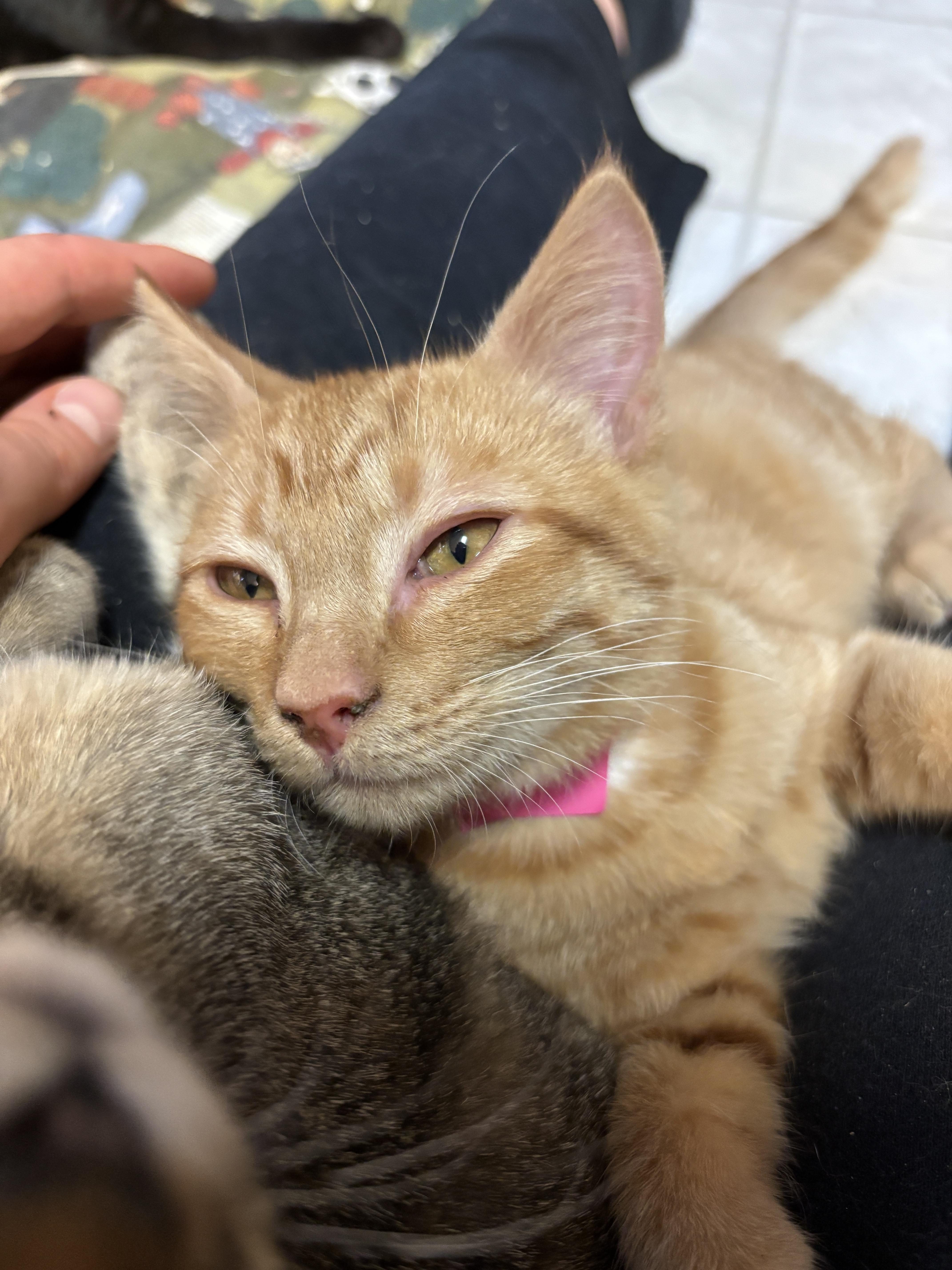 Copper, Adopted, Young Male Domestic Short Hair.