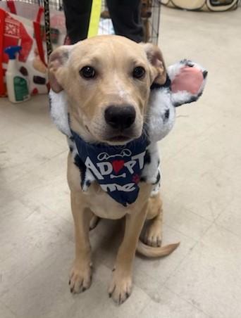 Enlarge Gabriel, a ADOPTABLE mixed breed in CHURCHVILLE, NY image 1/3