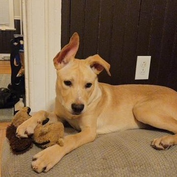 Enlarge Gabriel, a ADOPTABLE mixed breed in CHURCHVILLE, NY image 3/3