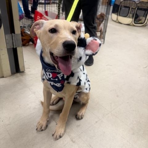 Enlarge Gabriel, a ADOPTABLE mixed breed in CHURCHVILLE, NY image 2/3