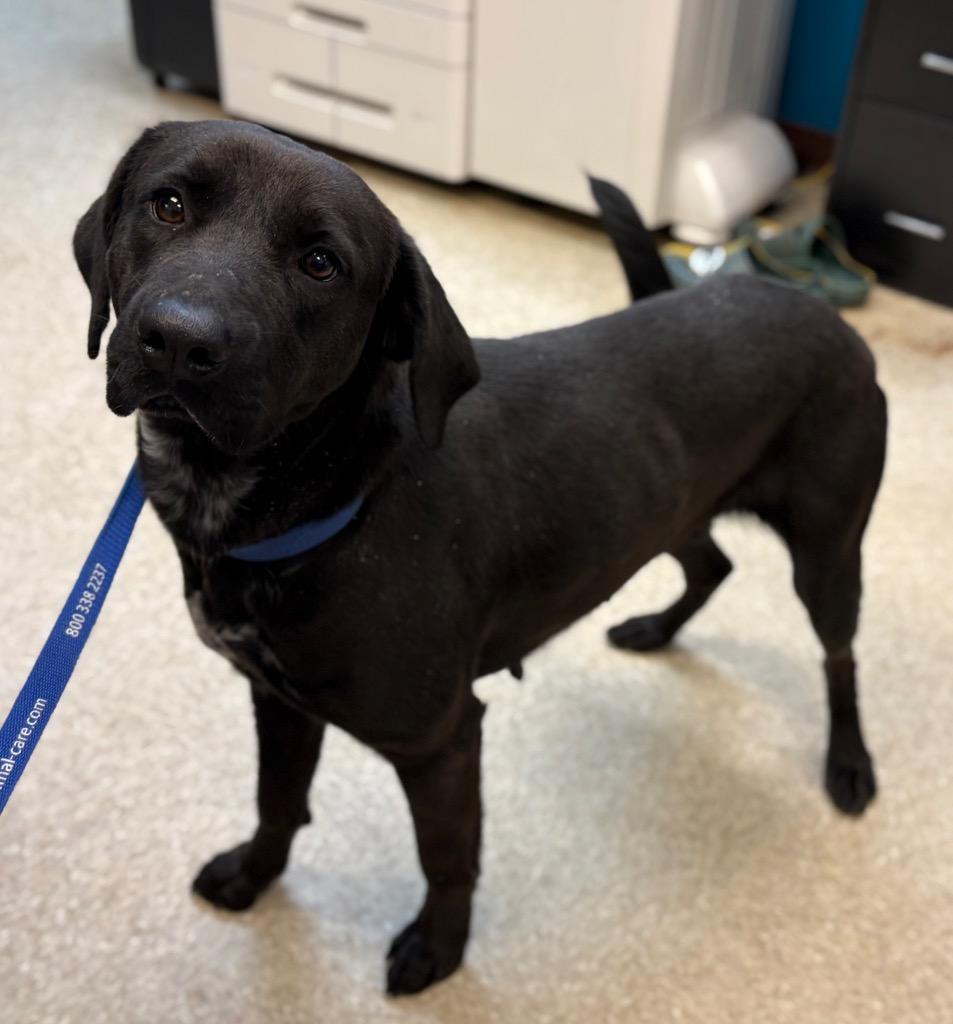 Nancy, Adoptable, Adult Female Labrador Retriever.