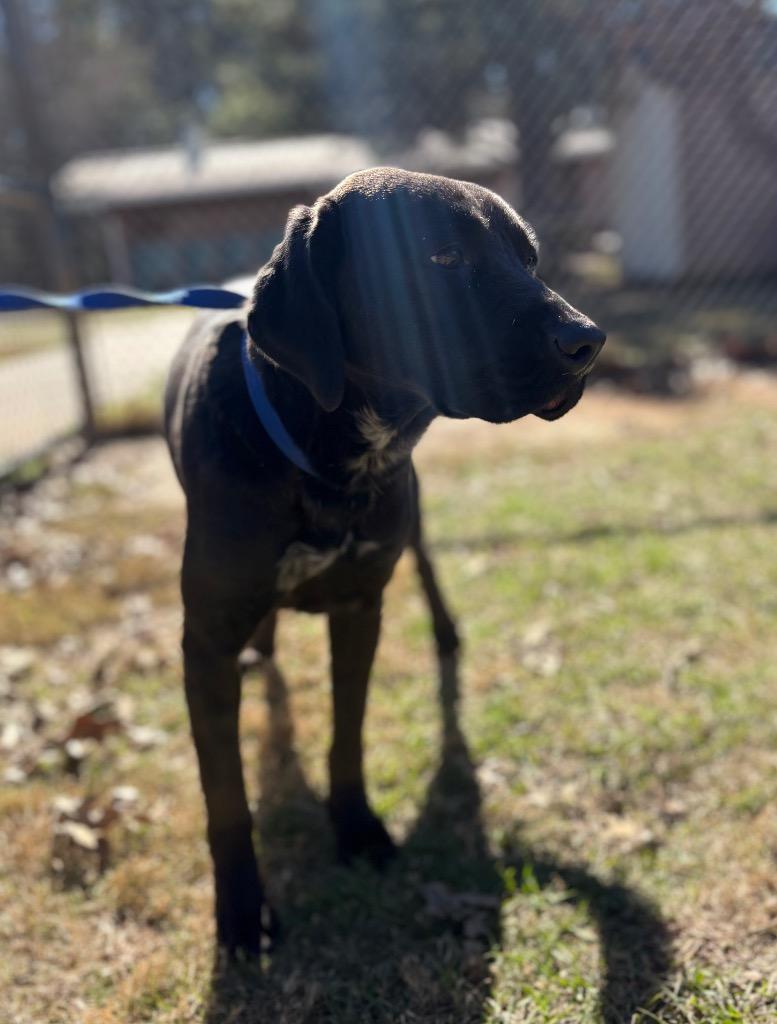 Enlarge Nancy, a Adoptable mixed breed in Nacogdoches, TX image 3/6