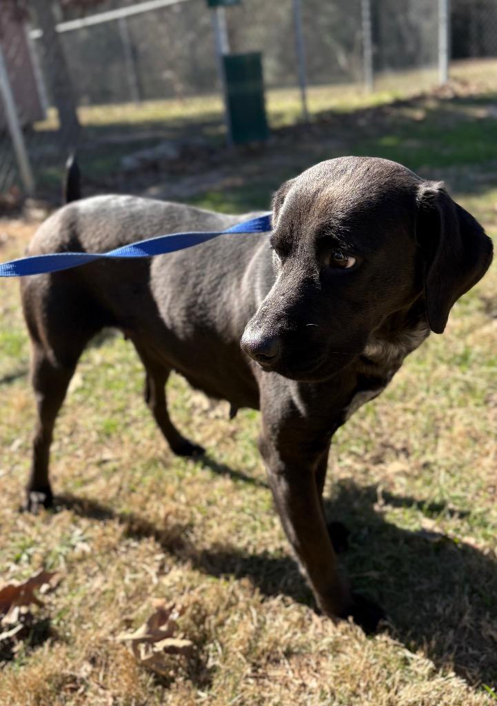 Enlarge Nancy, a Adoptable mixed breed in Nacogdoches, TX image 4/6