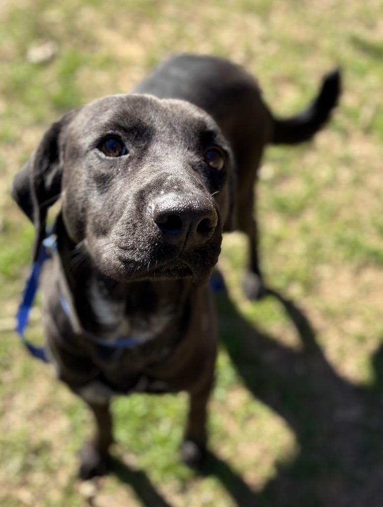 Enlarge Nancy, a Adoptable mixed breed in Nacogdoches, TX image 5/6