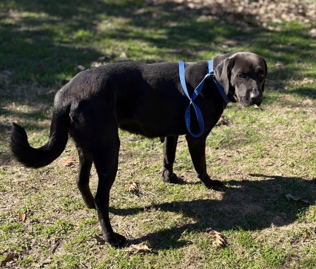 Enlarge Nancy, a Adoptable mixed breed in Nacogdoches, TX image 6/6