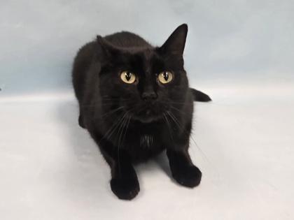 Enlarge Cookie, a Adoptable Domestic Short Hair in Coon Rapids, MN image 1/1