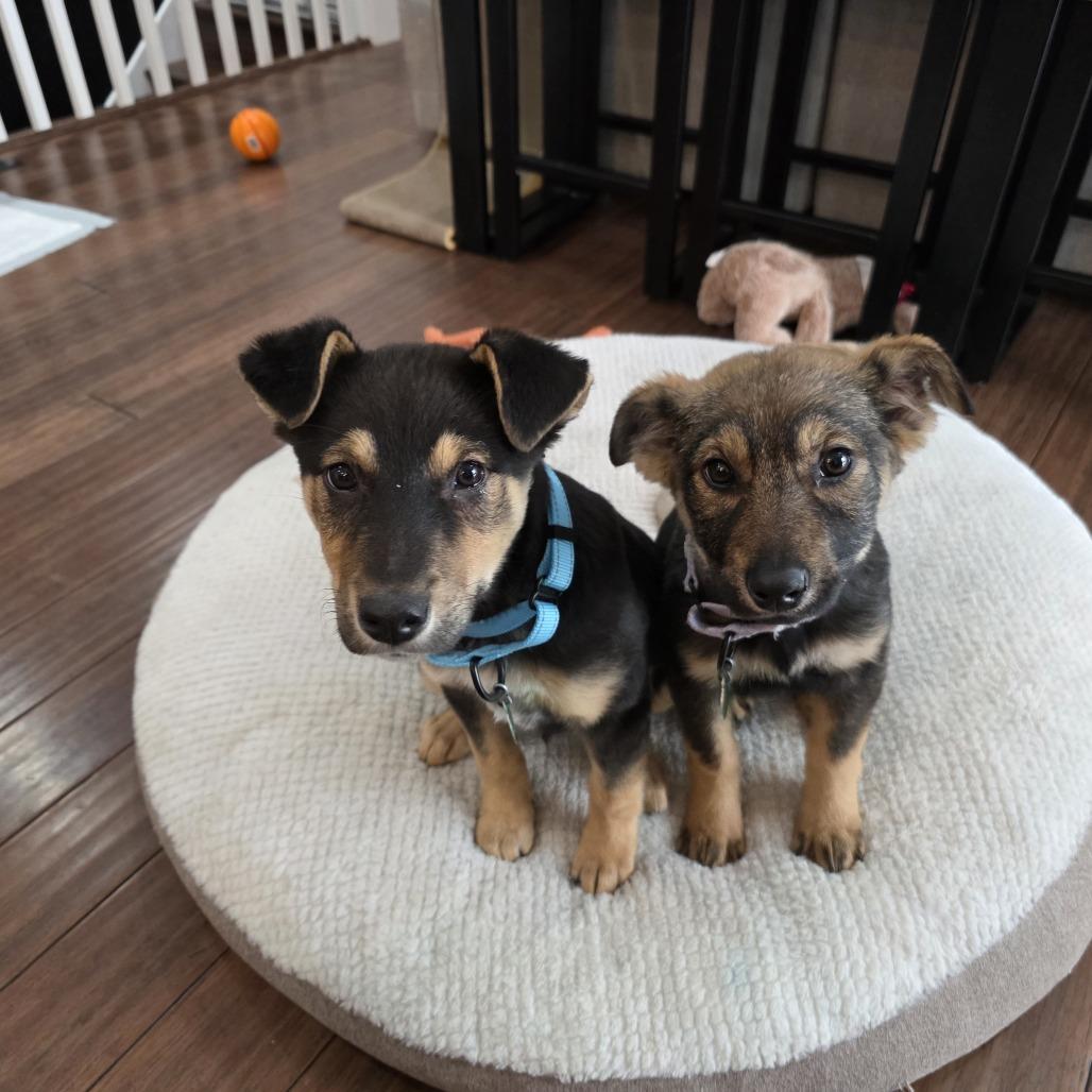 Pepa, Adoptable, Puppy Male Mixed Breed.