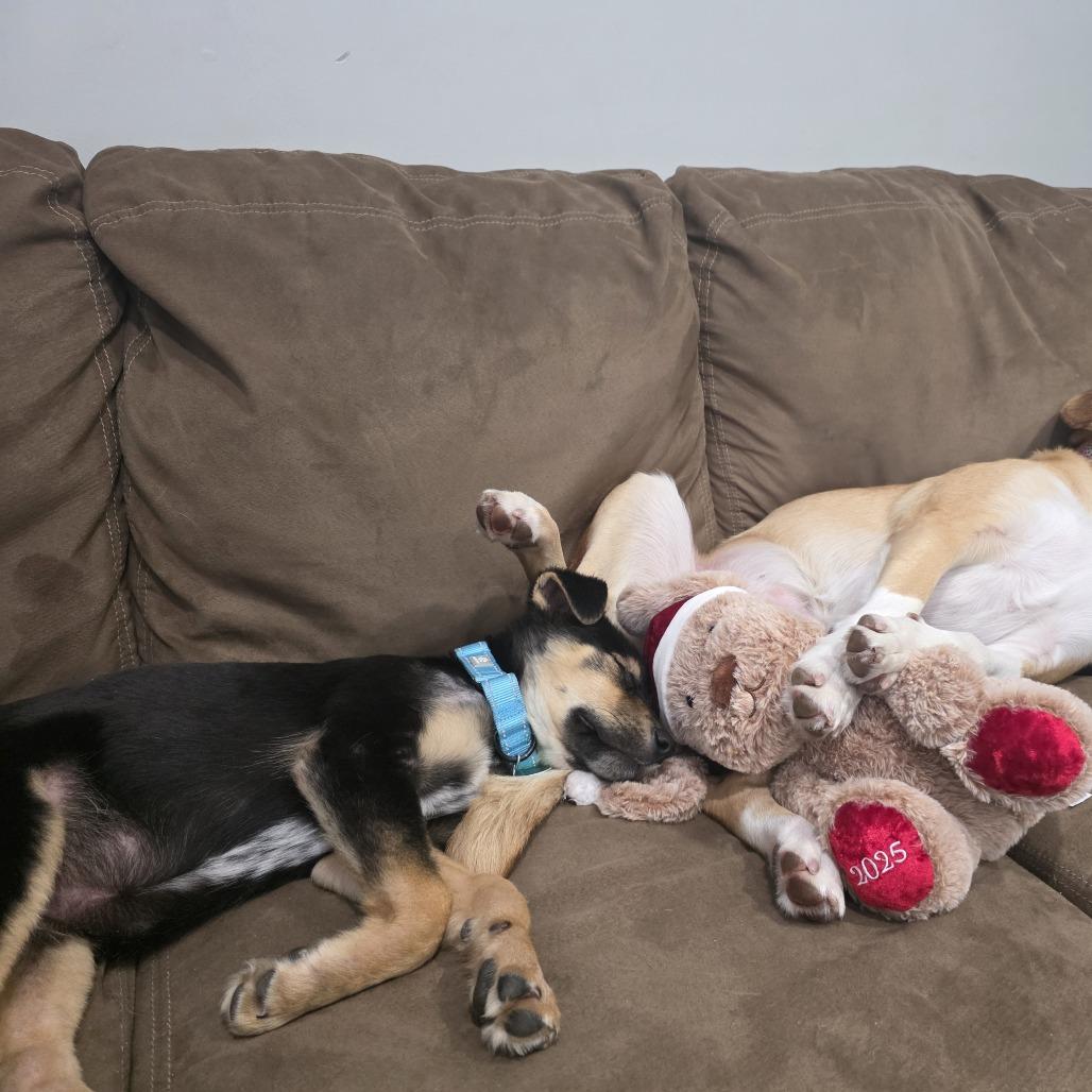 Pepa, a Adoptable Mixed Breed in Apple Valley, MN image 2/6