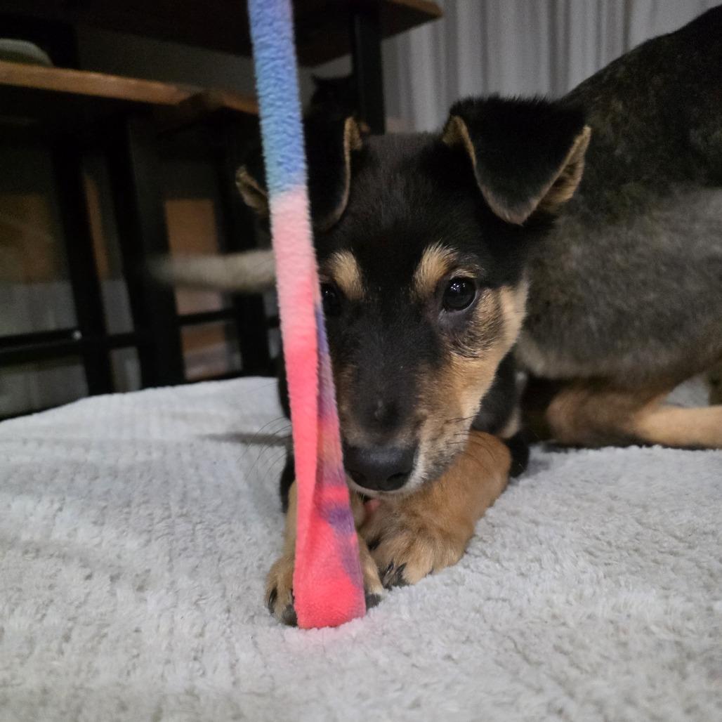 Pepa, a Adoptable Mixed Breed in Apple Valley, MN image 3/6