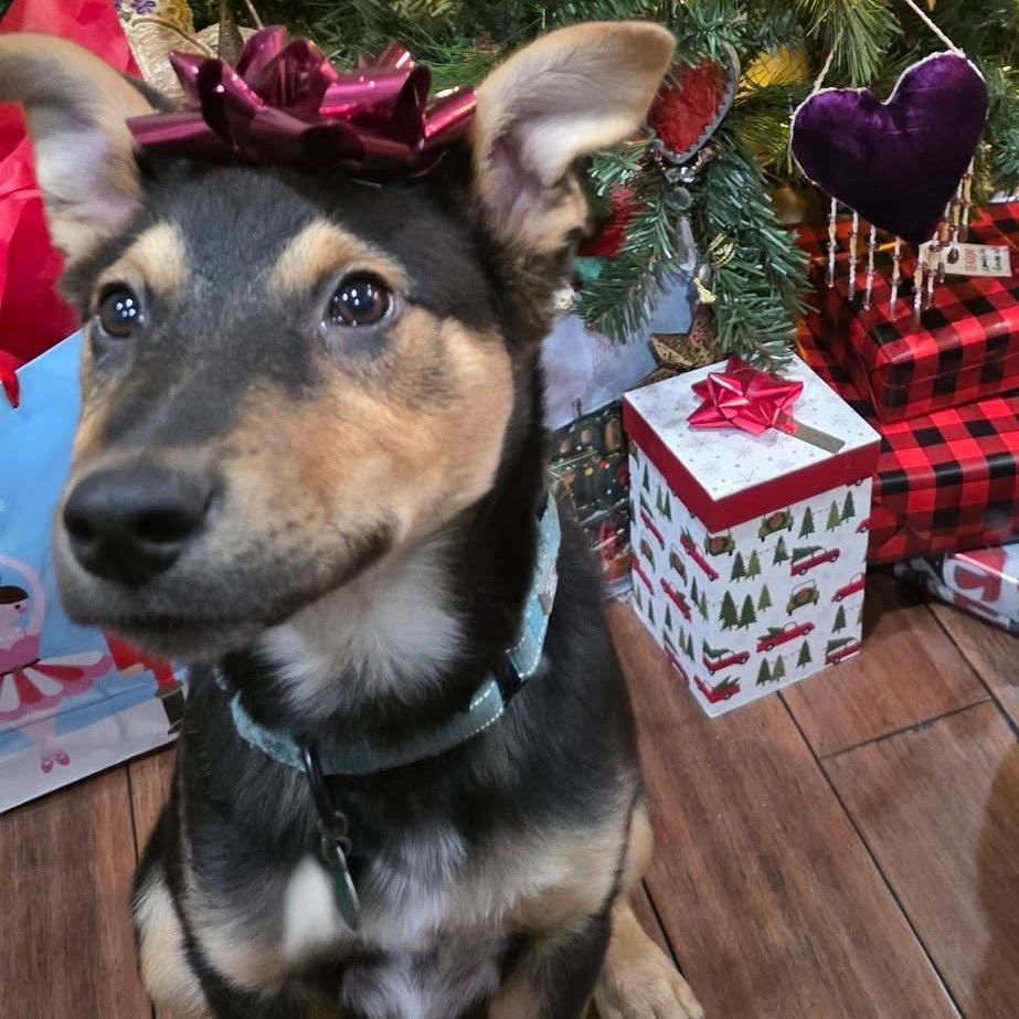 Pepa, a Adoptable Mixed Breed in Apple Valley, MN image 4/6