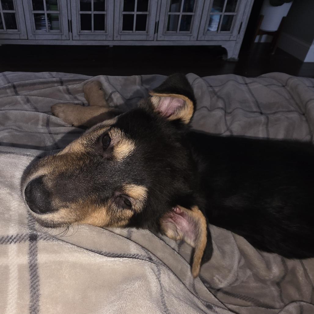 Pepa, a Adoptable Mixed Breed in Apple Valley, MN image 5/6