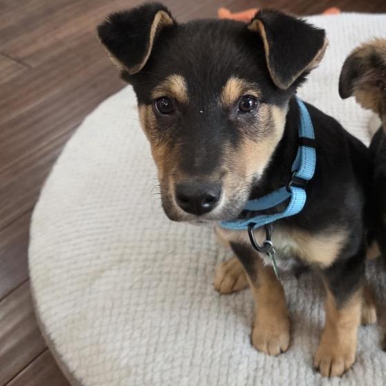 Pepa, a Adoptable Mixed Breed in Apple Valley, MN image 6/6