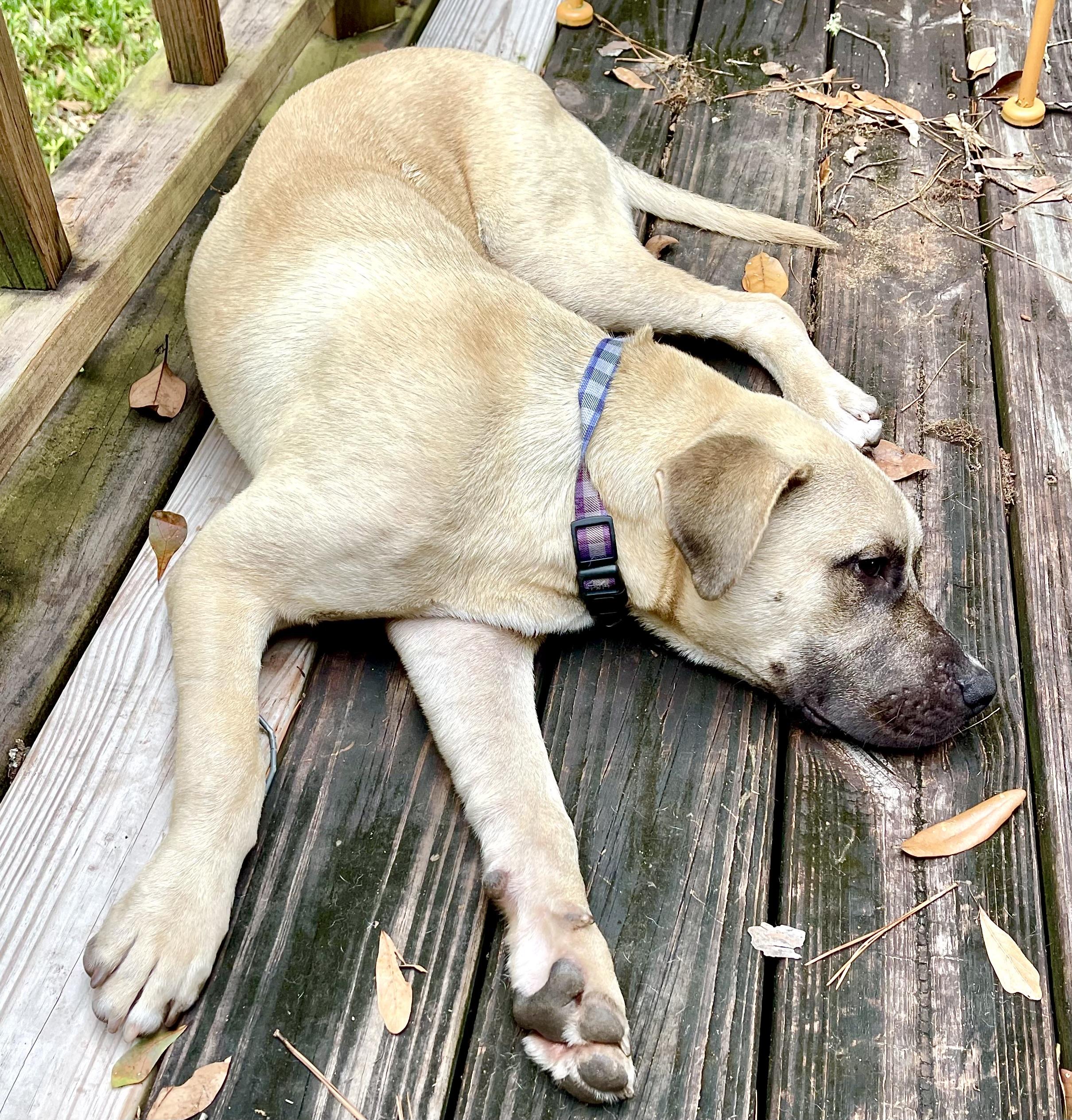 Duke photo 2