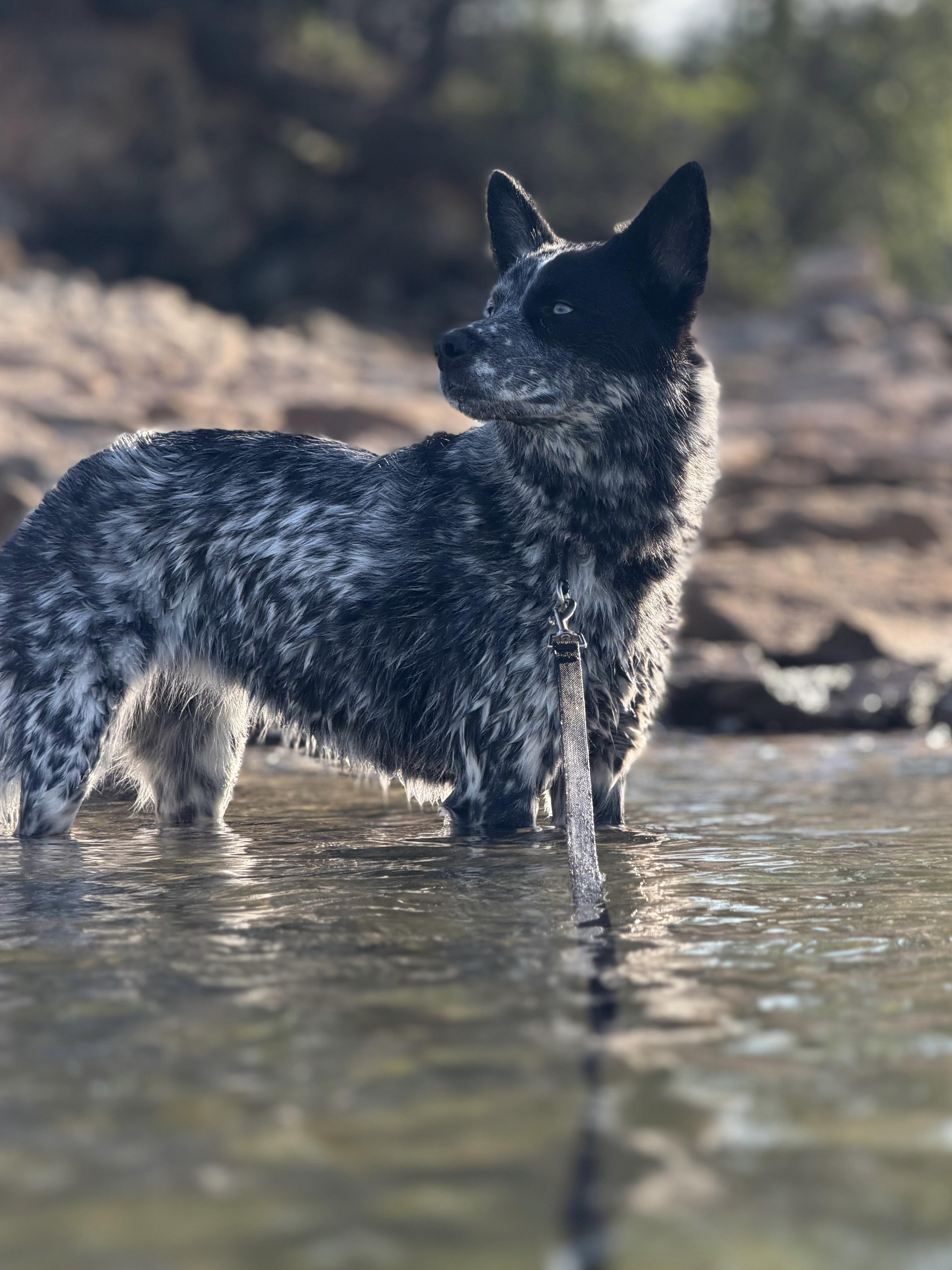 Arwen, Adoptable, Young Female Australian Cattle Dog / Blue Heeler & Husky.