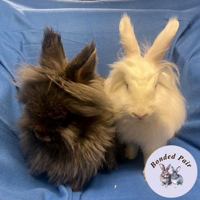 Enlarge Mandu, a Adoptable Lionhead in Champaign, IL image 1/6