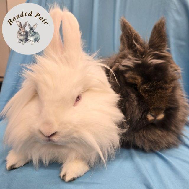 Enlarge Mandu, a Adoptable Lionhead in Champaign, IL image 2/6