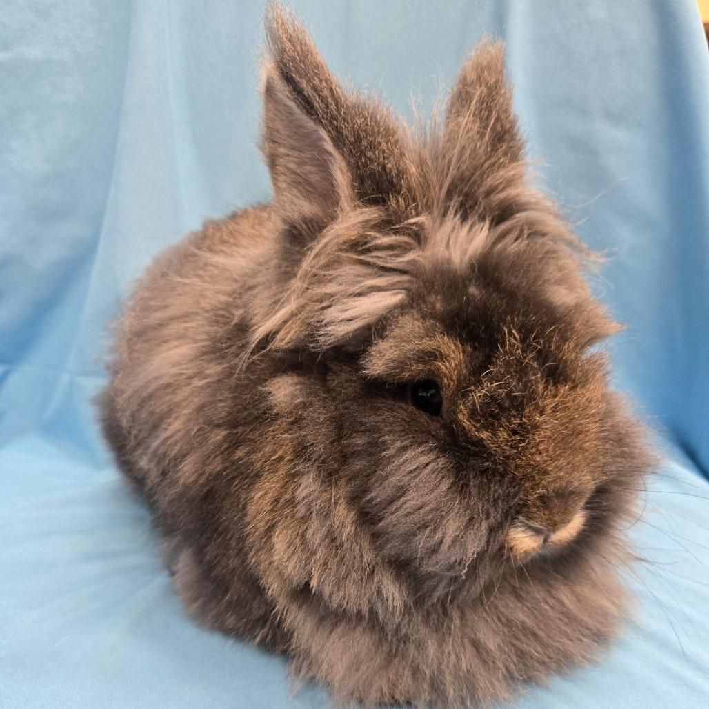 Enlarge Mandu, a Adoptable Lionhead in Champaign, IL image 1/6