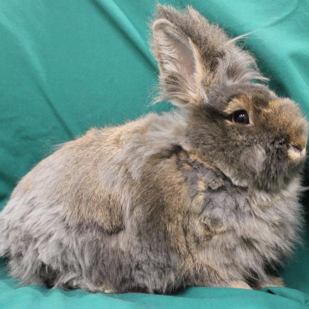 Enlarge Mandu, a Adoptable Lionhead in Champaign, IL image 2/6