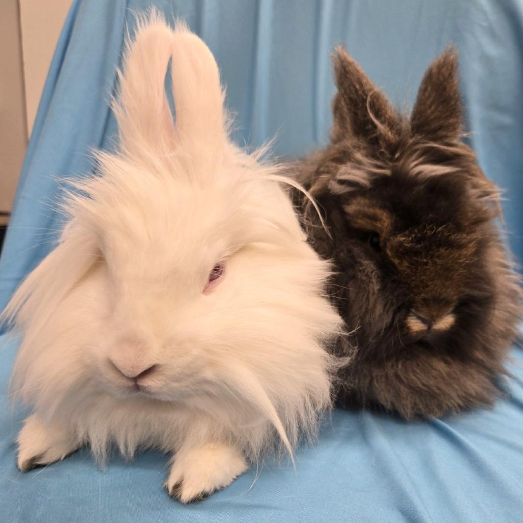 Enlarge Mandu, a Adoptable Lionhead in Champaign, IL image 3/6