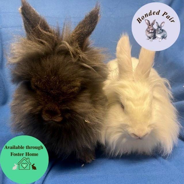 Enlarge Mandu, a Adoptable Lionhead in Champaign, IL image 4/6