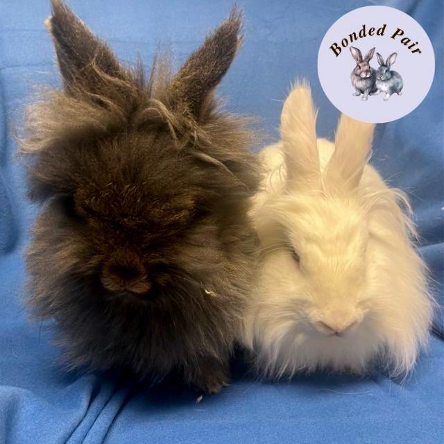 Enlarge Mandu, a Adoptable Lionhead in Champaign, IL image 4/6