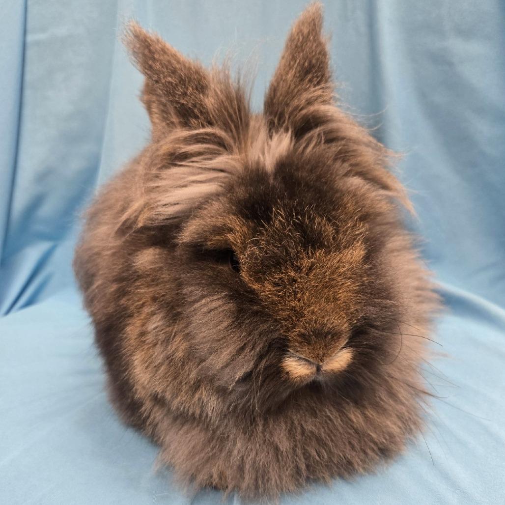 Enlarge Mandu, a Adoptable Lionhead in Champaign, IL image 5/6