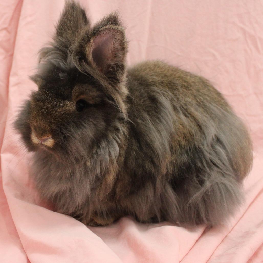 Enlarge Mandu, a Adoptable Lionhead in Champaign, IL image 6/6