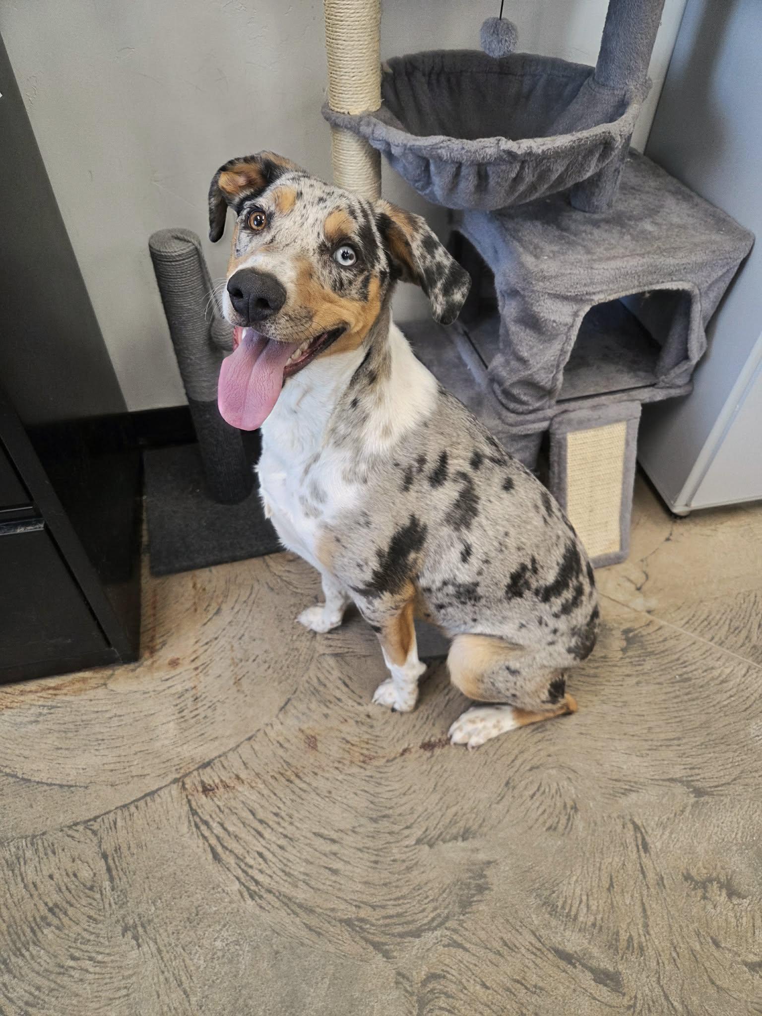 Enlarge Maple, a ADOPTABLE mixed breed in Roosevelt, UT image 2/4