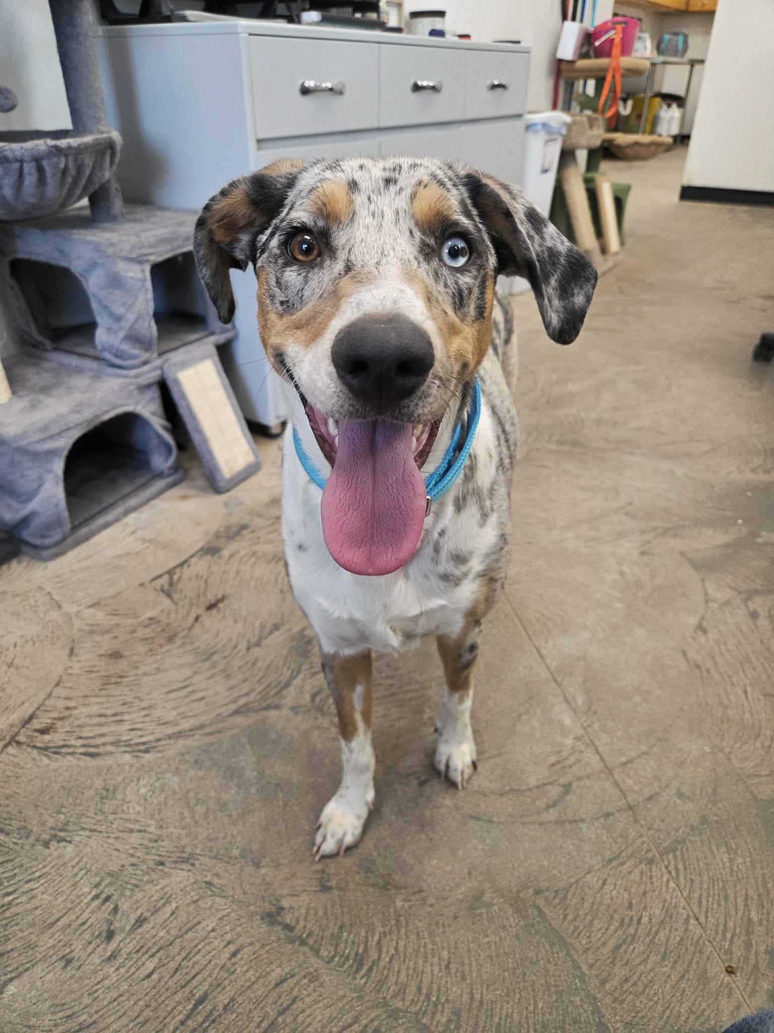 Enlarge Maple, a ADOPTABLE mixed breed in Roosevelt, UT image 3/4