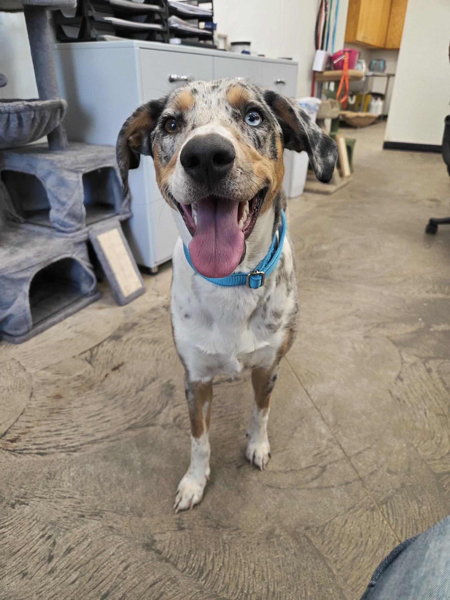 Maple, ADOPTABLE, Adult Female Catahoula Leopard Dog.