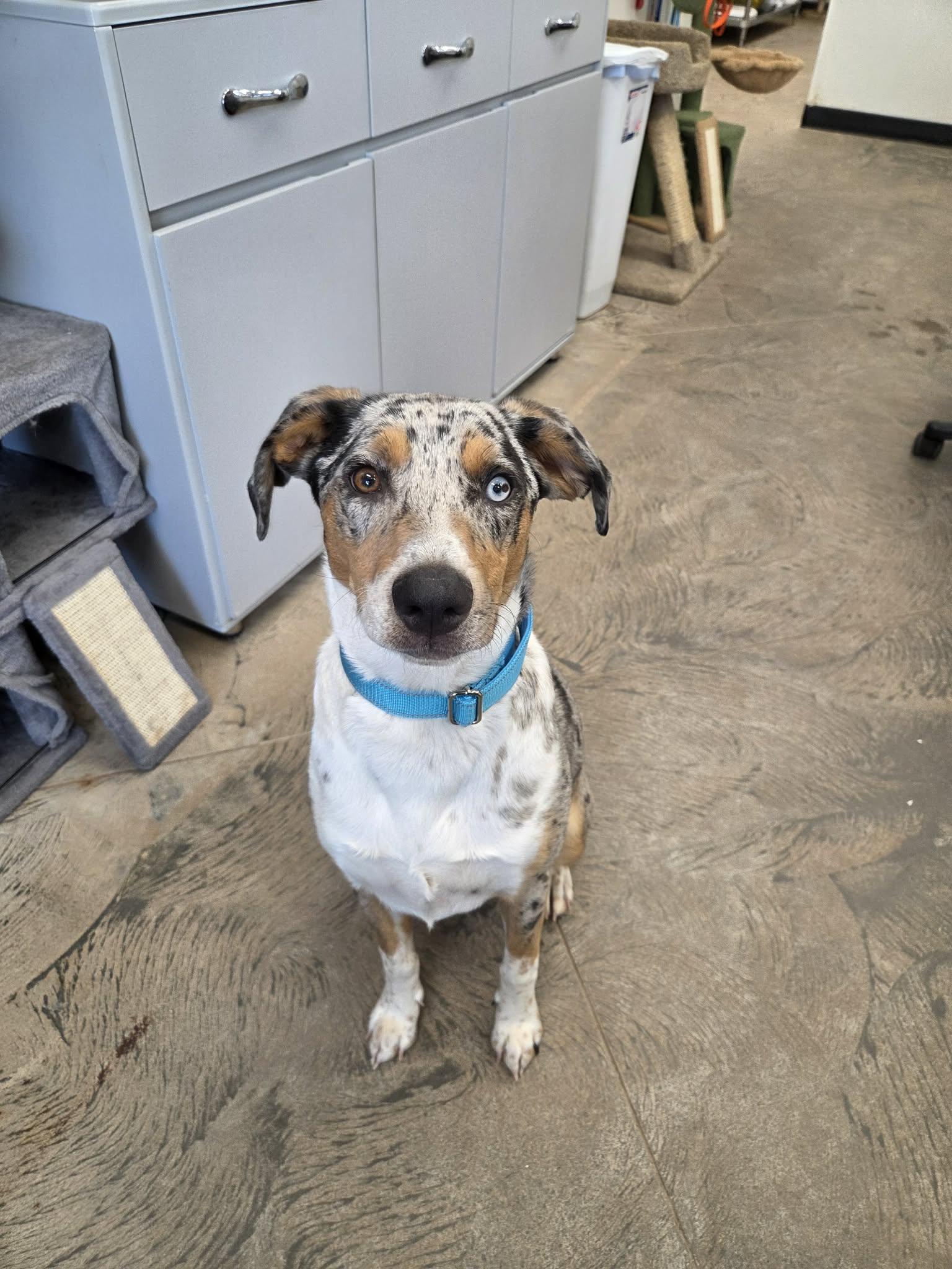 Enlarge Maple, a ADOPTABLE mixed breed in Roosevelt, UT image 4/4
