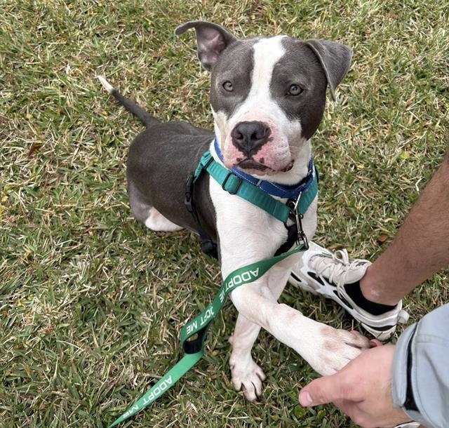 Enlarge JONATHAN BAILEY, a Adoptable Mixed Breed in Jacksonville, FL image 1/1
