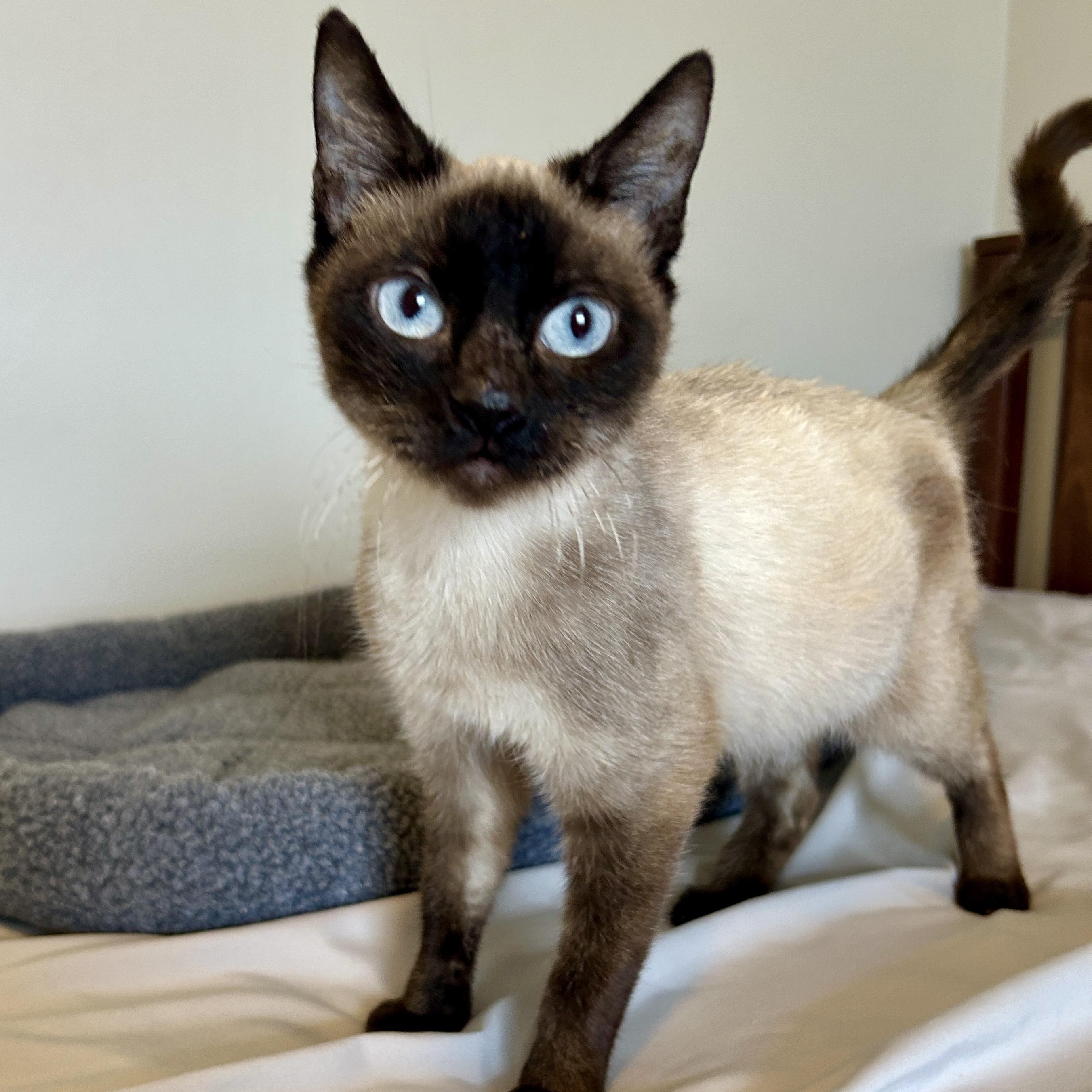 Enlarge Maria, an adopted Siamese in Lancaster, PA image 2/2