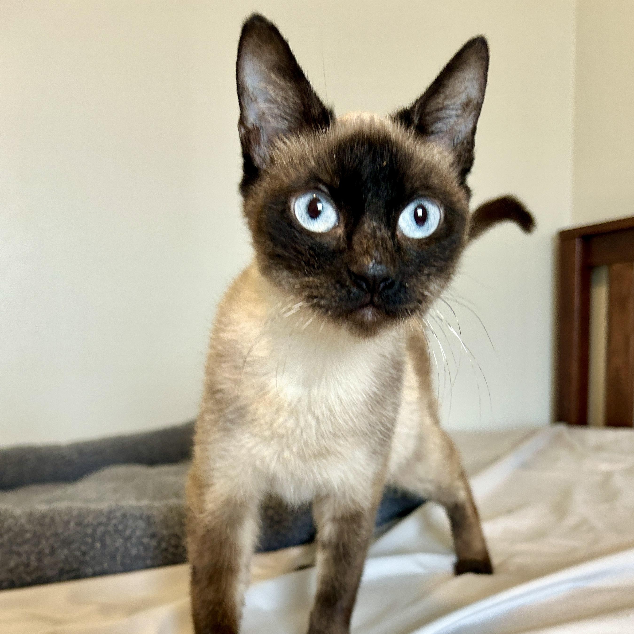 Maria, adopted, Young Female Siamese.