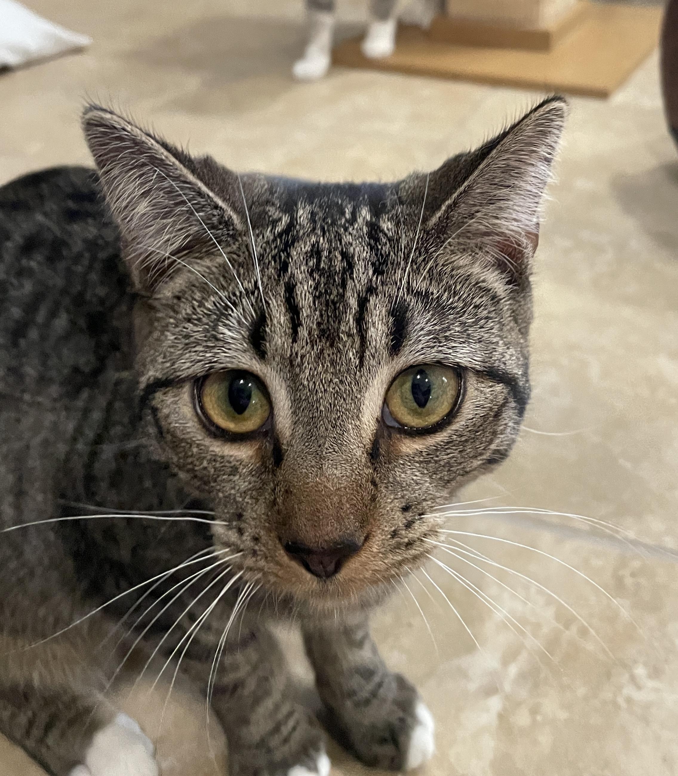 Rosita