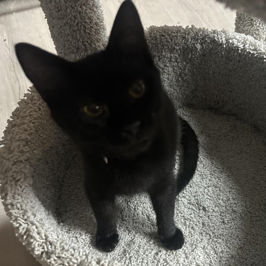 Razzles, a Adoptable Domestic Short Hair in Greenfield, IN image 1/4