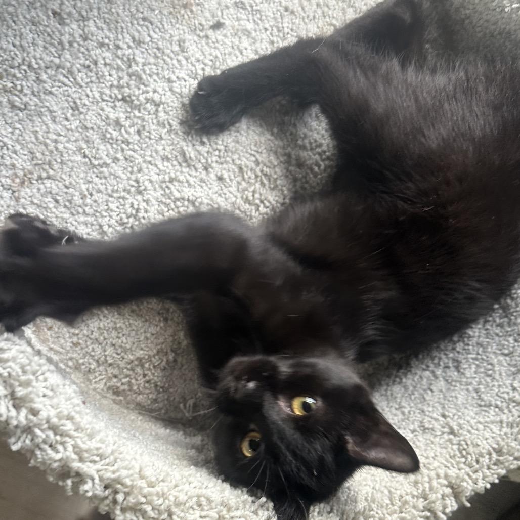 Razzles, a Adoptable Domestic Short Hair in Greenfield, IN image 2/4