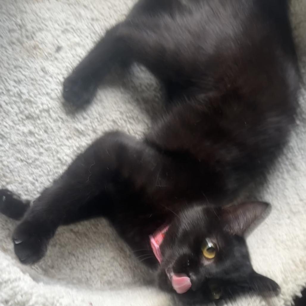 Razzles, a Adoptable Domestic Short Hair in Greenfield, IN image 4/4