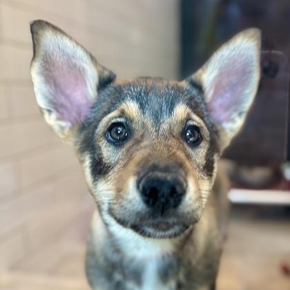 Olea, Adoptable, Young Female Shepherd & Mixed Breed.