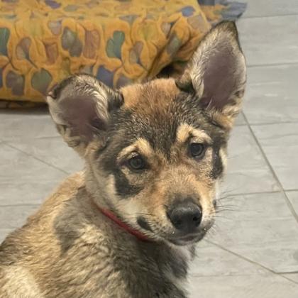 Enlarge Olea, a Adoptable mixed breed in San Francisco, CA image 2/2