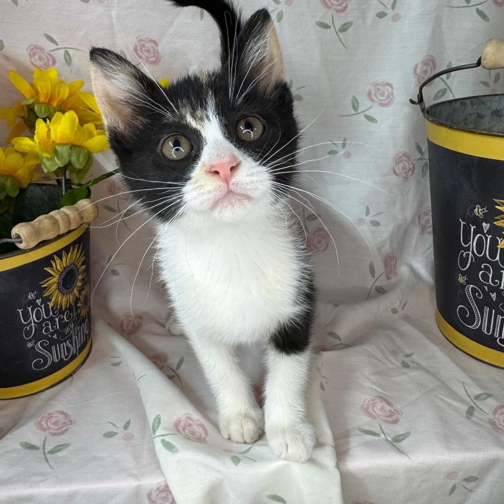 Barbie, a Adoptable mixed breed in Mount Vernon, IL image 1/6