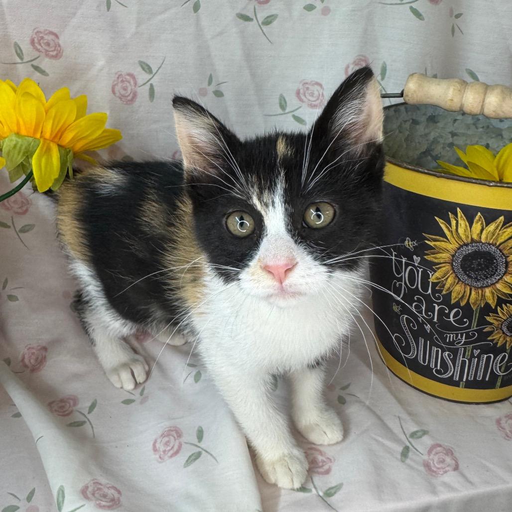Barbie, a Adoptable mixed breed in Mount Vernon, IL image 2/6