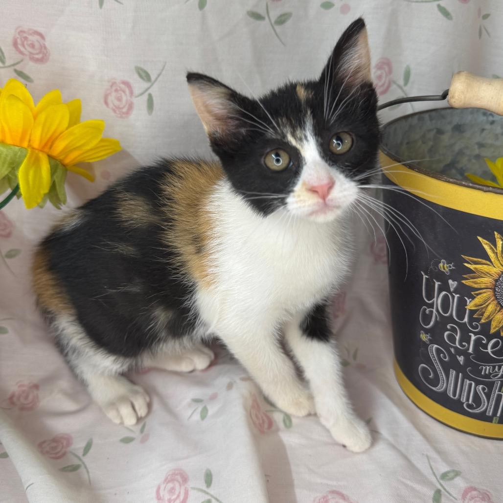 Barbie, a Adoptable mixed breed in Mount Vernon, IL image 3/6