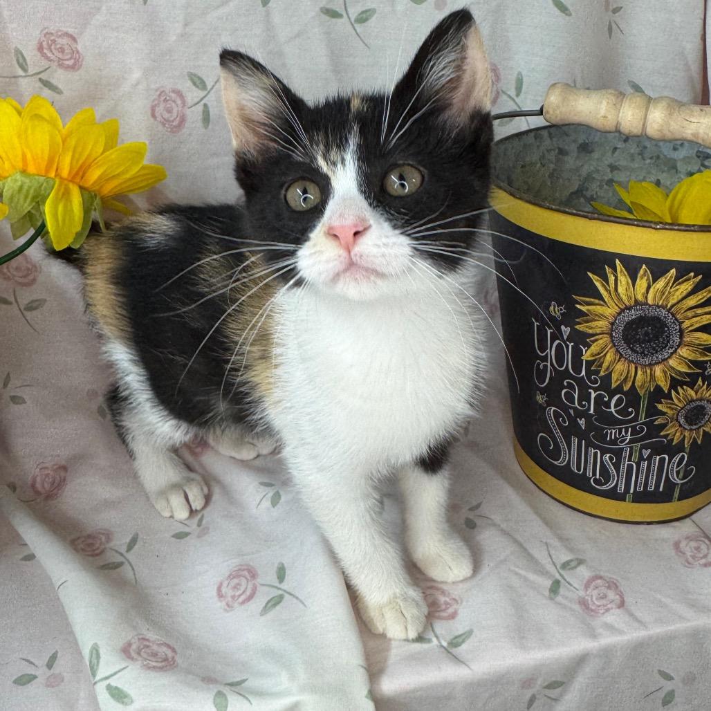 Barbie, a Adoptable mixed breed in Mount Vernon, IL image 4/6