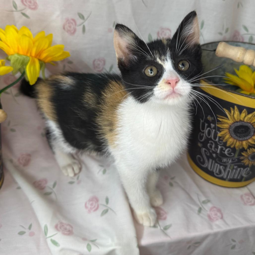 Barbie, a Adoptable mixed breed in Mount Vernon, IL image 5/6