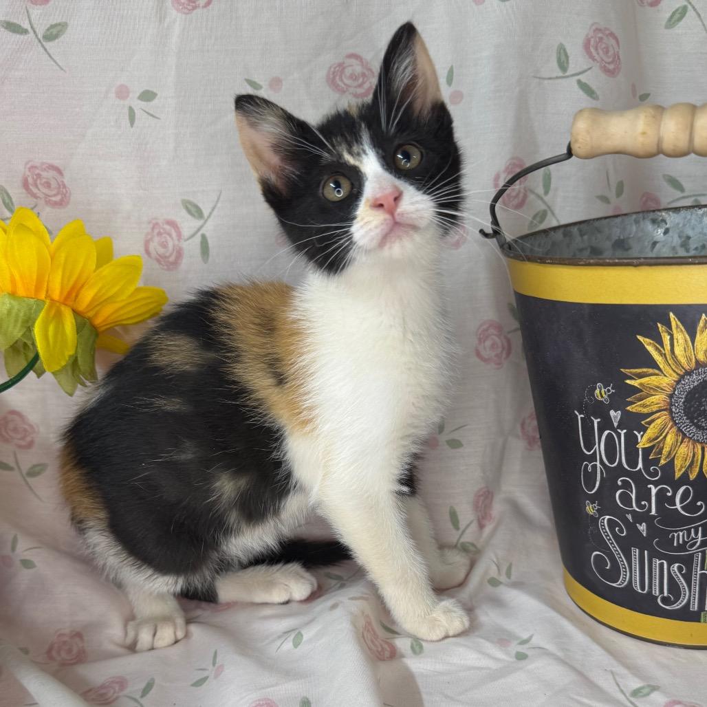 Barbie, a Adoptable mixed breed in Mount Vernon, IL image 6/6