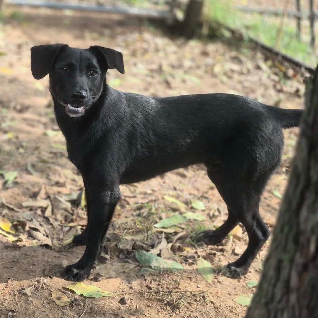 Enlarge Houston, a Adoptable mixed breed in Dover, AR image 1/3